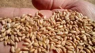 пшеница фуражная в Курске