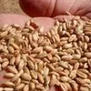 пшеница фуражная в Курске