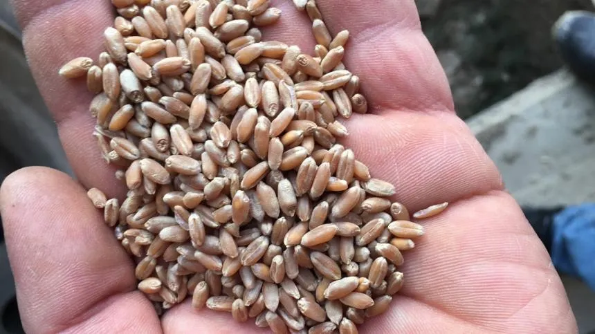 пшеница продовольственная  в Курске